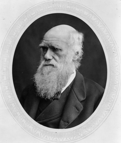Charles Robert Darwin by Lock and Whitfield